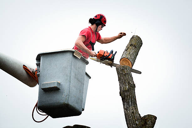 Best Emergency Tree Removal  in Luther, OK